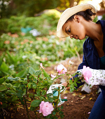 Buy stock photo Shot of a young woman trimming the roses in her garden