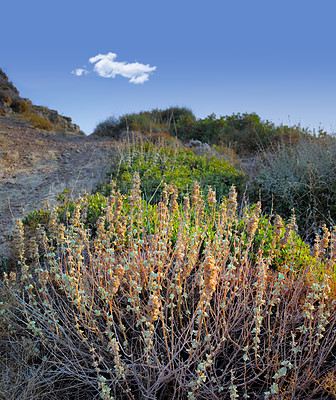 Buy stock photo Wilderness by the Mediterranean Sea. Close to the ancient city of Bodrum, Turkey