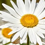 Daisy - Marguerite