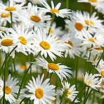 Daisy - Marguerite