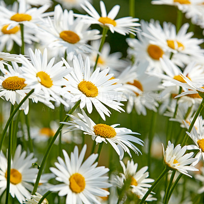 Buy stock photo Closeup of white daisy in field of flowers outside during summer day. Zoomed in on blossoming plant growing in the garden and backyard in spring. Small beautiful little elegant wild Marguerite flower