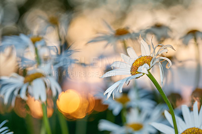 Buy stock photo Closeup of white daisy in field of flowers outside during summer day. Zoomed in on blossoming plant growing in the garden and backyard in spring. Small beautiful little elegant wild Marguerite flower