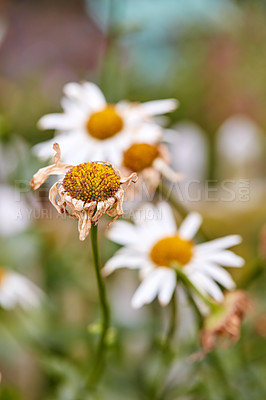 Buy stock photo Closeup of a withered daisy in a field of flowers outside. A group of marguerite shedding in a park. White dying pollinated flowers with yellow pistils in a garden or backyard