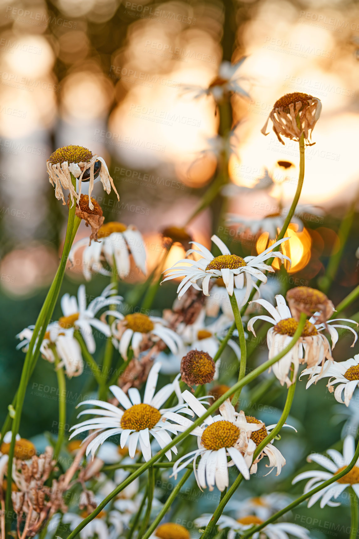 Buy stock photo Closeup of withered daisies in a field in autumn. White dying pollinated flowers with yellow pistils in a garden or backyard. Group of marguerite shedding in a park at sunset during the fall season