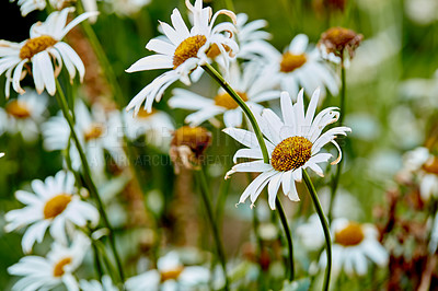 Buy stock photo Closeup of white daisy in field of flowers outside during summer day. Zoomed in on blossoming plant growing in the garden and backyard in spring. Small beautiful little elegant wild Marguerite flower