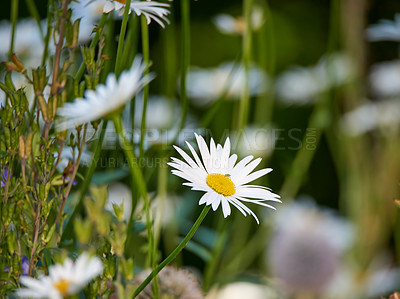 Buy stock photo Closeup of white daisy in field of flowers outside during summer day. Zoomed in on blossoming plant growing in the garden and backyard in spring. Small beautiful little elegant wild Marguerite flower