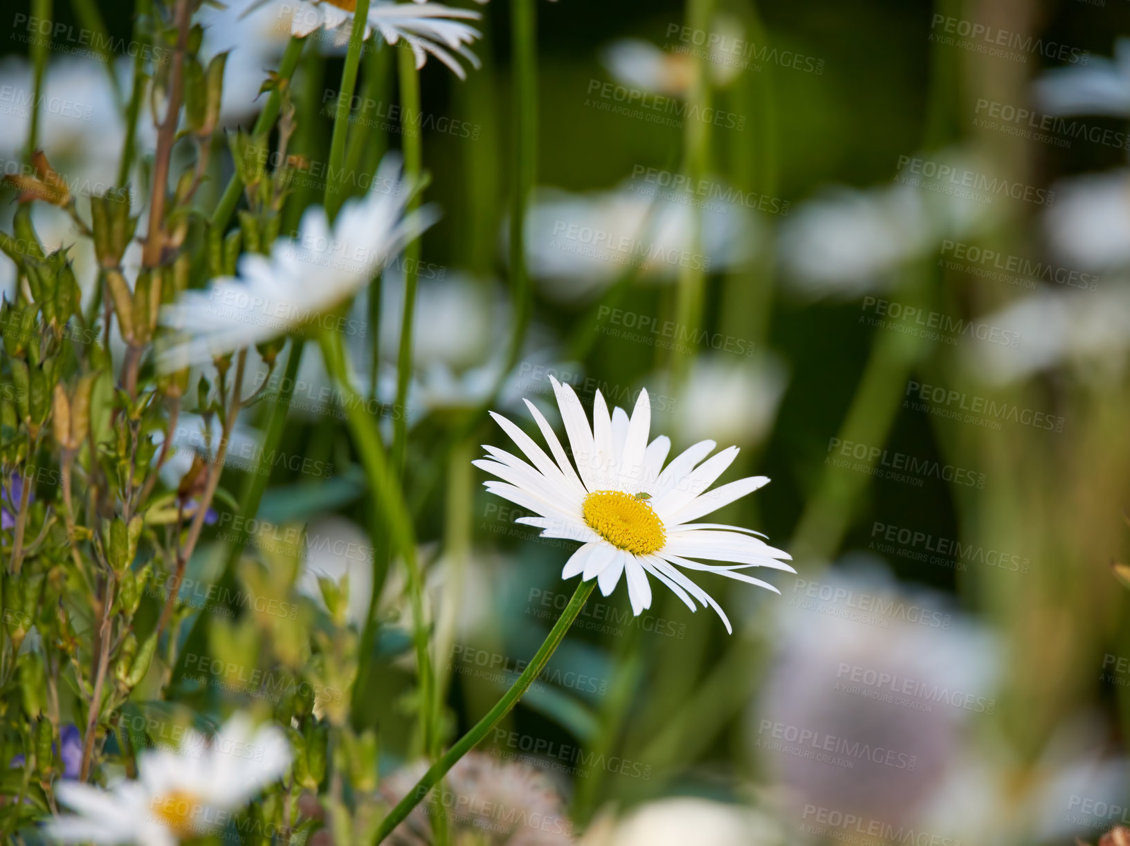 Buy stock photo Closeup of white daisy in field of flowers outside during summer day. Zoomed in on blossoming plant growing in the garden and backyard in spring. Small beautiful little elegant wild Marguerite flower