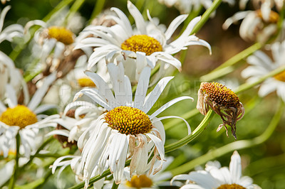 Buy stock photo Closeup of white daisy in field of flowers outside during summer day. Zoomed in on blossoming plant growing in the garden and backyard in spring. Small beautiful little elegant wild Marguerite flower