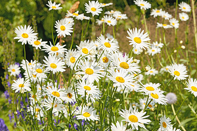 Buy stock photo Closeup of white daisy in field of flowers outside during summer day. Zoomed in on blossoming plant growing in the garden and backyard in spring. Small beautiful little elegant wild Marguerite flower