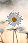 Daisy - Marguerite