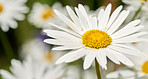 Daisy - Marguerite