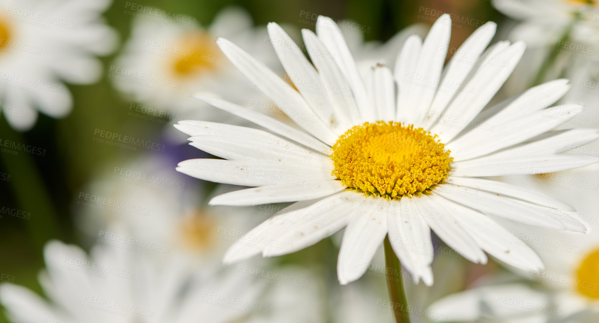 Buy stock photo Garden filled with the beautiful Daisy, Marguerite. Top view of Chamomile flowers close up with soft focus growing outdoors. Blooming camomile in the green field in spring meadow.
