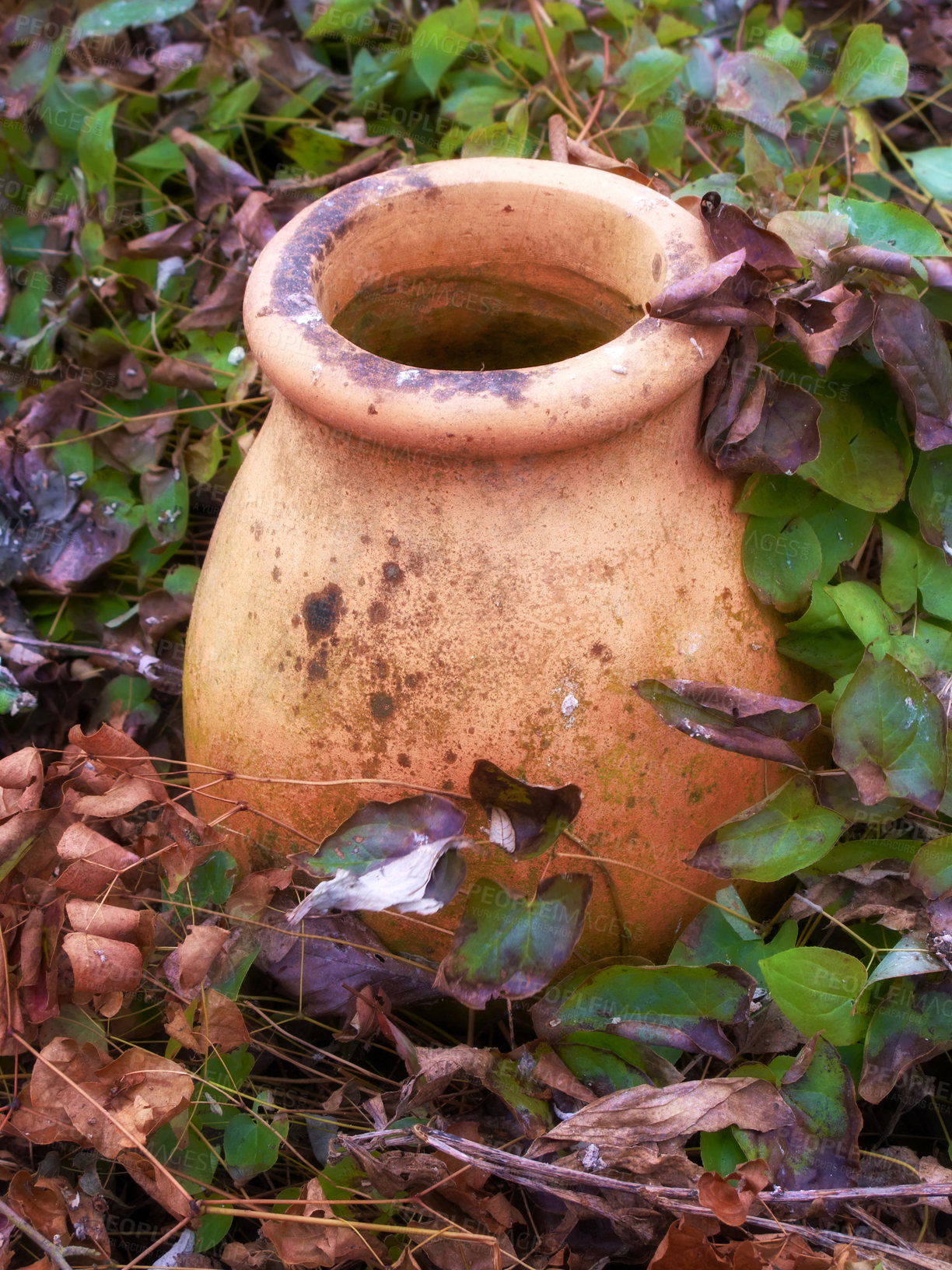 Buy stock photo The garden in autumn