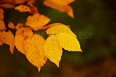 Buy stock photo The garden in autumn