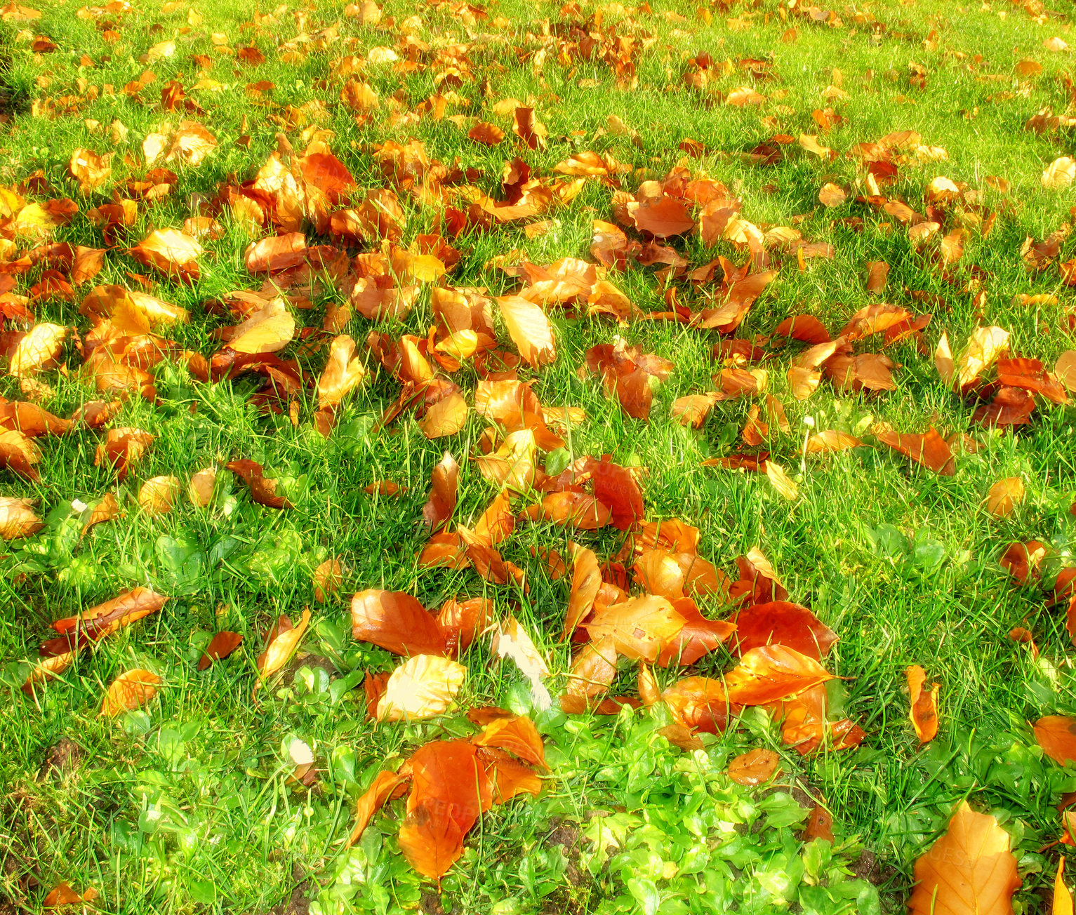 Buy stock photo The garden in autumn