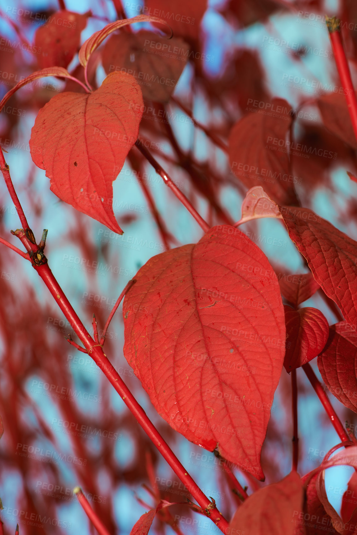 Buy stock photo The garden in autumn