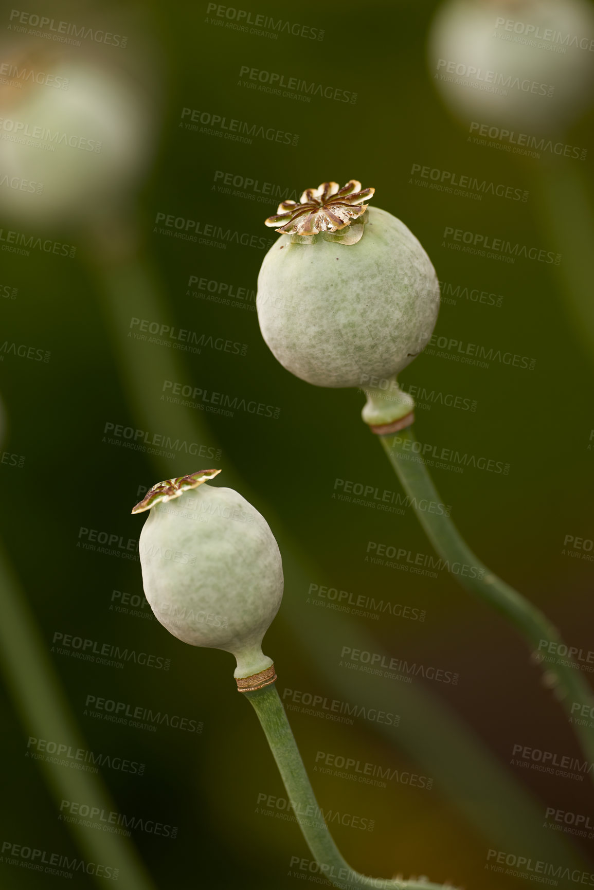 Buy stock photo The garden in autumn