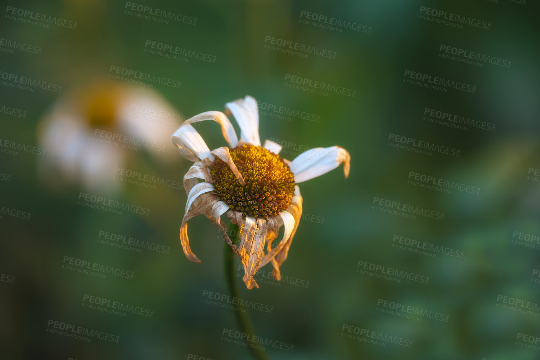 Buy stock photo Flower, daisy and dry in nature outdoor with wilted petals for dehydration, heat environment or nutrition crisis in autumn. Plant, camomile and texture for sustainability, pollination risk and herbal