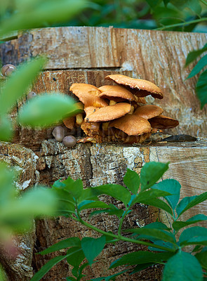 Buy stock photo Armillaria tabescens, fungi and mushroom on tree outdoor for root infection, natural habitat and spore growth. Honey vegetable, nature moss and recycle nutrition, environment soil and ecology balance