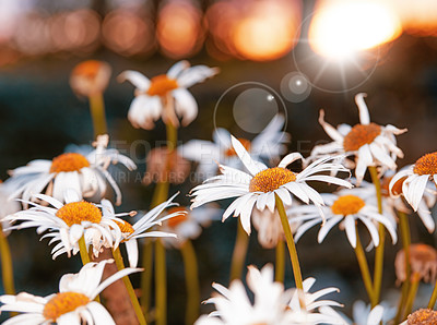 Buy stock photo The garden in autumn