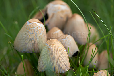 Buy stock photo The garden in autumn