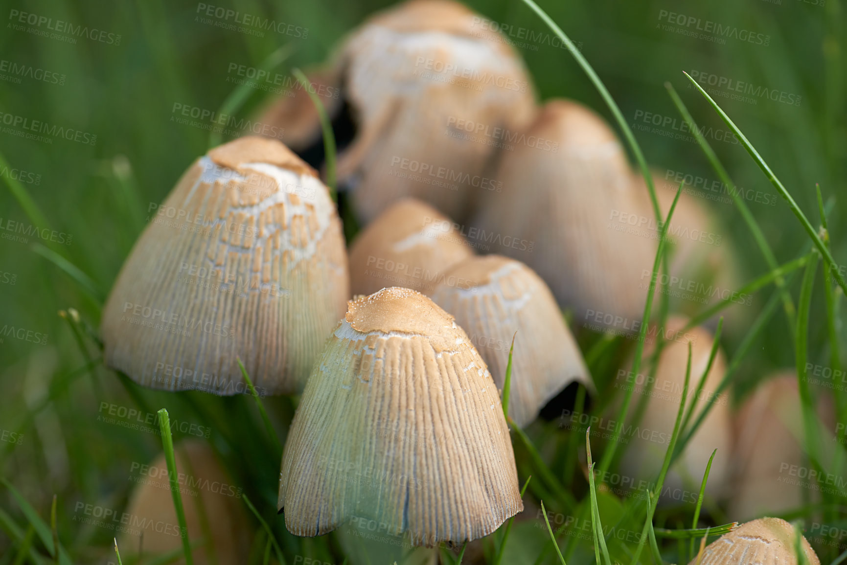 Buy stock photo The garden in autumn