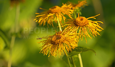 Buy stock photo The garden in autumn