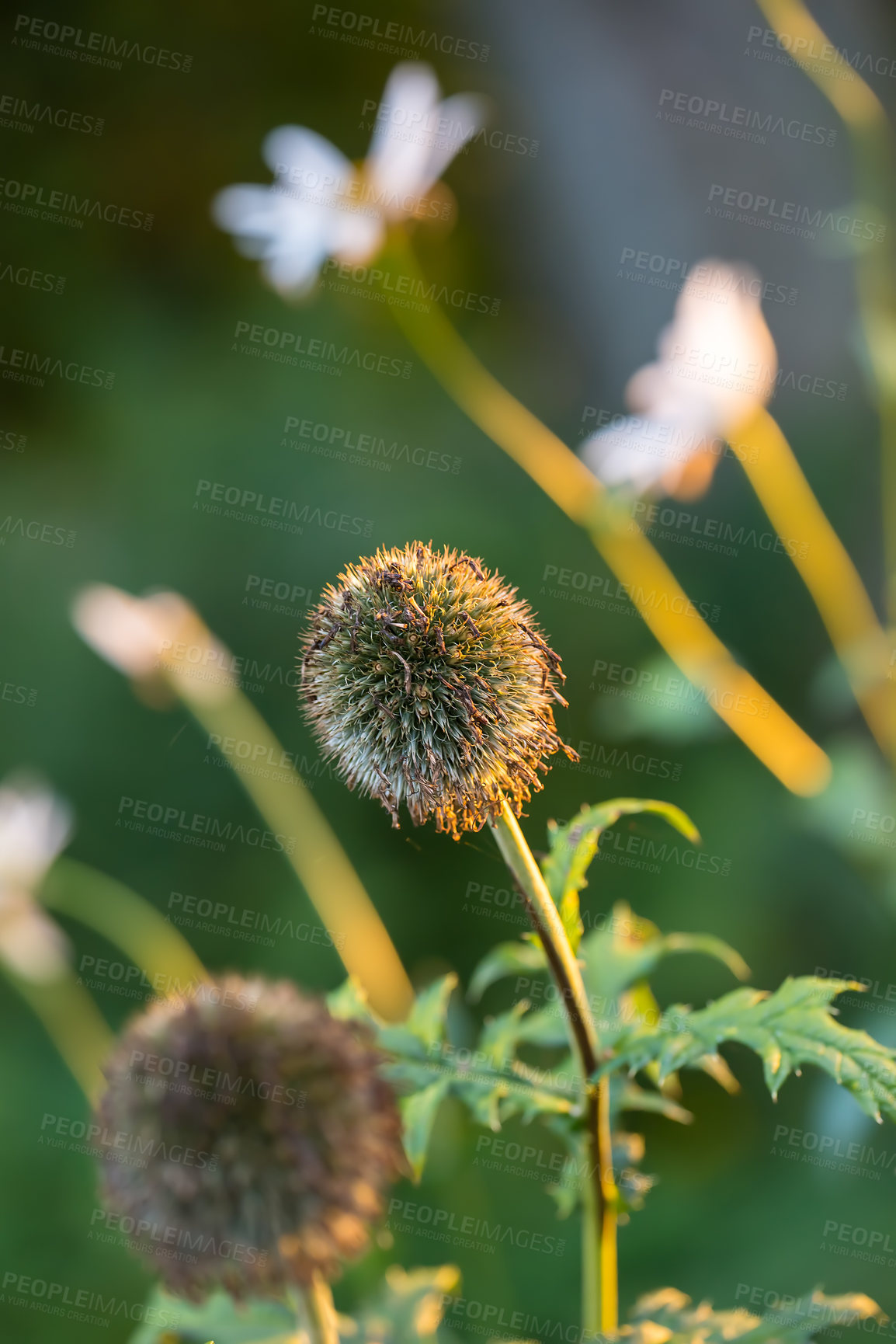 Buy stock photo Outdoor, garden and growth of flowers, spring and fresh air for plants, color and environment of floral. Petal, beautiful and bloom for sustainability, green and nature for eco friendly and peace