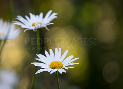 Buy stock photo Outdoor, garden and growth of flowers, floral and fresh air for plants, color and environment in spring. Petal, beautiful and bloom for sustainability, green and nature for eco friendly and peace