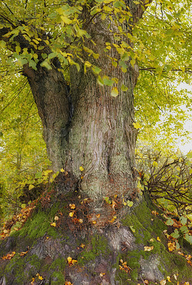 Buy stock photo Outdoor, forest and growth of tree, nature and fresh air for plants, color and environment in spring. Leaves, beautiful and bloom for sustainability, green and garden for peace and eco friendly