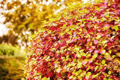 Buy stock photo The garden in autumn