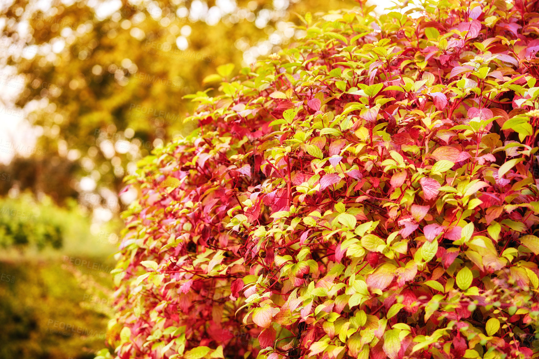 Buy stock photo The garden in autumn