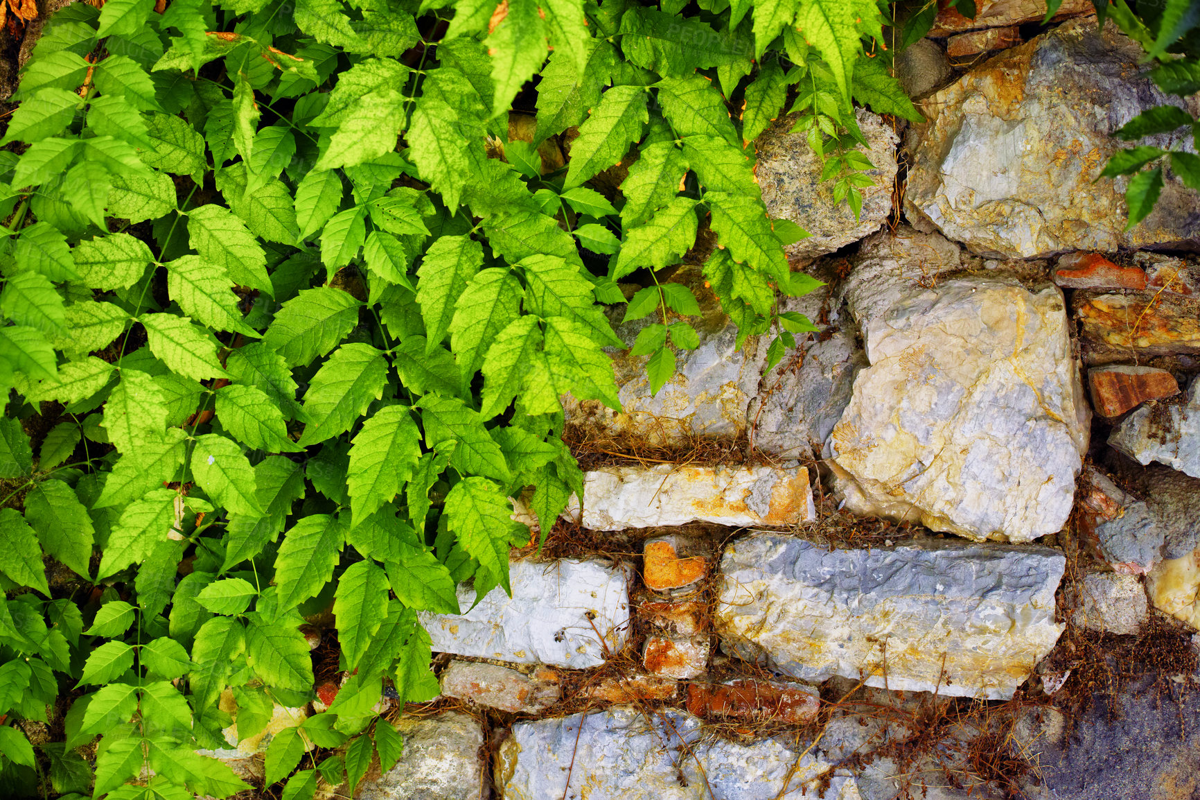 Buy stock photo Ancient, plants and stone wall with green growth on building exterior for civilization or history. Background, summer and wallpaper with creeper growing on rock texture surface in medieval garden