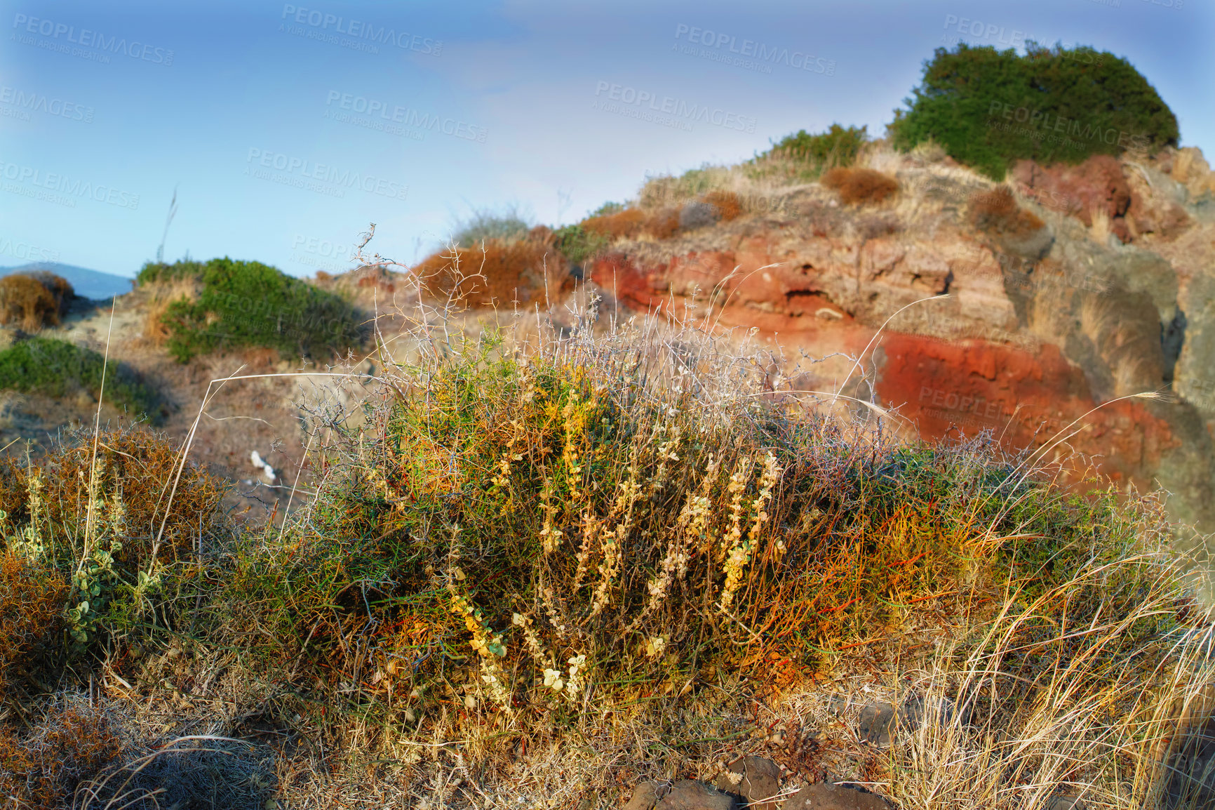 Buy stock photo Wild, bush and travel to outdoor nature on vacation, tourism and ecosystem landscape by blue sky. Plants, sustainable environment and holiday destination for peace, field and leafs for calm in Turkey