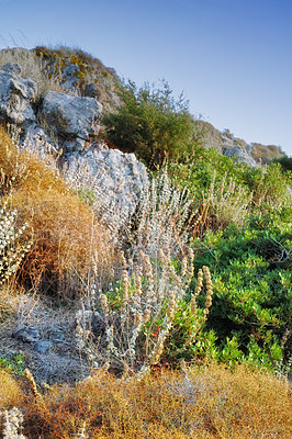 Buy stock photo Mountain, nature and plants with shrub, landscape or environment for summer holiday. Bush, travel and outdoor in Bodrum for Mediterranean travel, turkey countryside and sustainable land for scenery