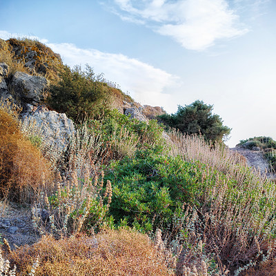 Buy stock photo Travel, nature and plants with shrub, landscape or environment for summer holiday. Bush, travel and outdoor in Bodrum for Mediterranean mountain, turkey countryside and sustainable land for scenery