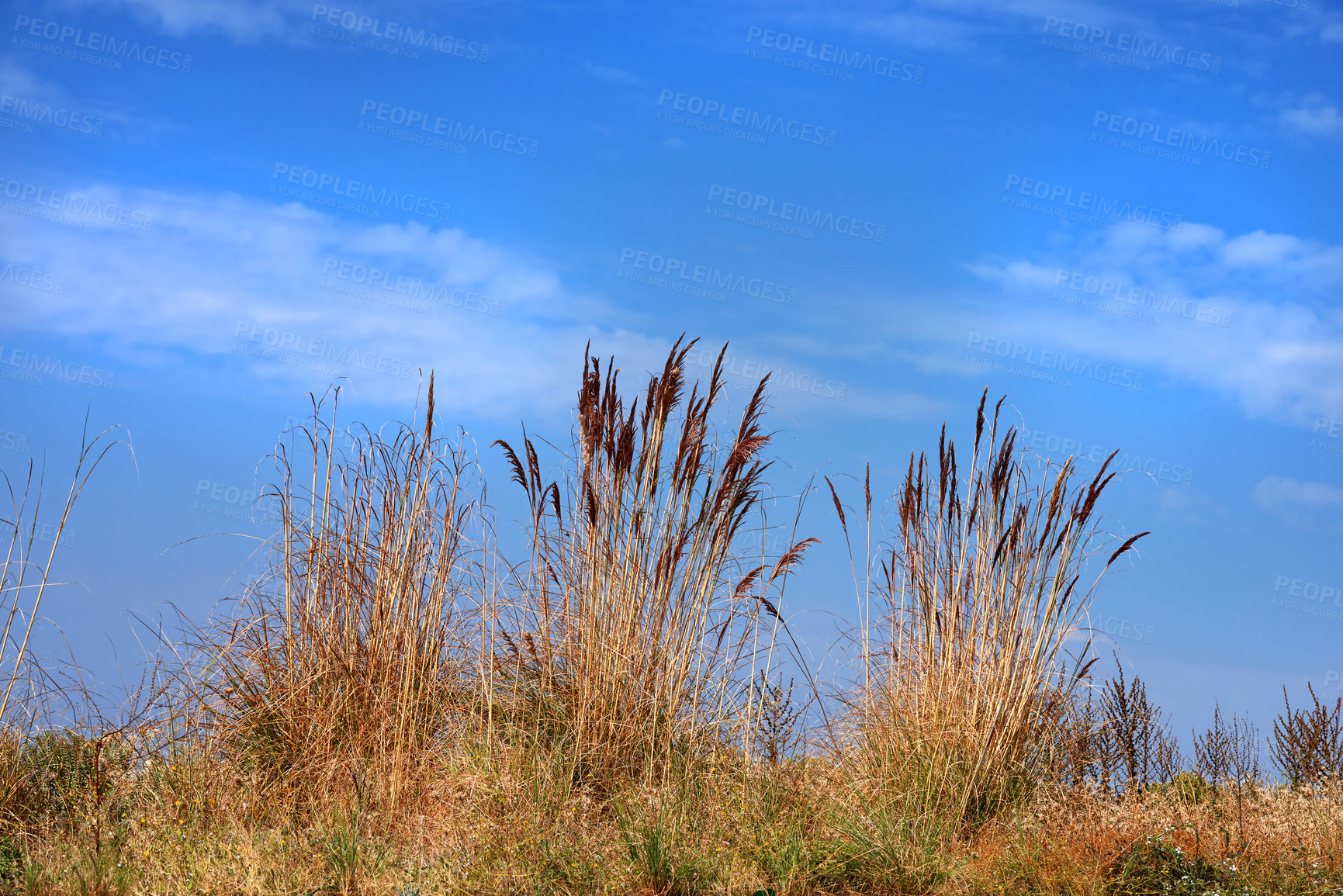 Buy stock photo Dry, bush and travel to outdoor mountain on vacation, tourism and ecosystem landscape by blue sky. Plants, sustainable environment and holiday destination for peace, wind and leafs for calm in Turkey