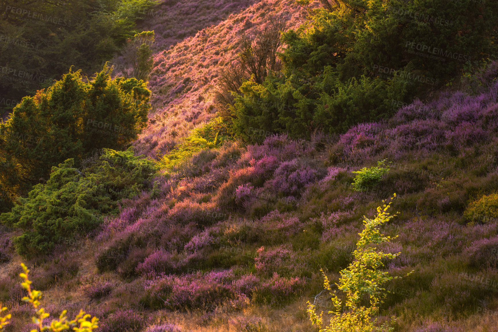 Buy stock photo Autumn, landscape and meadow in high angle, grassland and flora for texture in nature, harmony and zen. Holiday, trip and travel for vacation as wallpaper, background or above for adventure in Canada