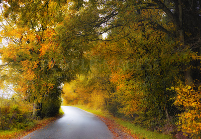 Buy stock photo The beauty of autumn - forest road