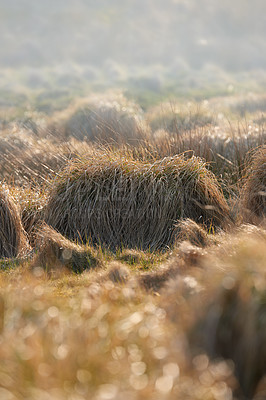 Buy stock photo Hay, bale and grass with wheat for farm, harvest or maintenance on field or farmland in sunshine. Empty, patch or stack of natural resource for agriculture, growth or crops of haystack in countryside