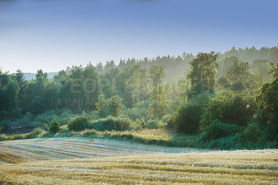 Buy stock photo Forest, landscape and winter with trees in nature outdoor on farm for agriculture or sustainability. Earth, environment and sky with fog or mist in woods for conversation, development and growth