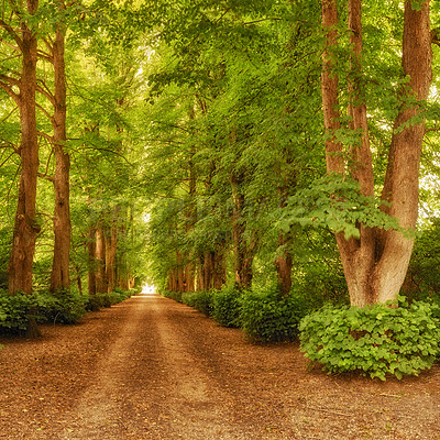 Buy stock photo Forest, trees and light with path for natural road, route or outdoor passage in countryside. Empty space, plants and bushes with greenery, foliage or dirt street for alley, trail or pathway in nature