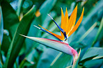 Bird of Paradise