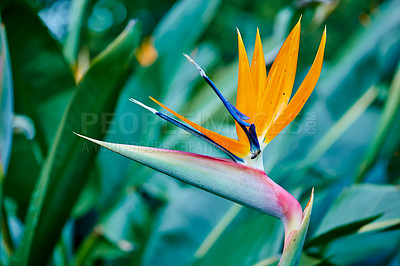 Buy stock photo Photo of the beautiful Bird of Paradise