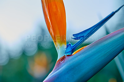 Buy stock photo Photo of the beautiful Bird of Paradise