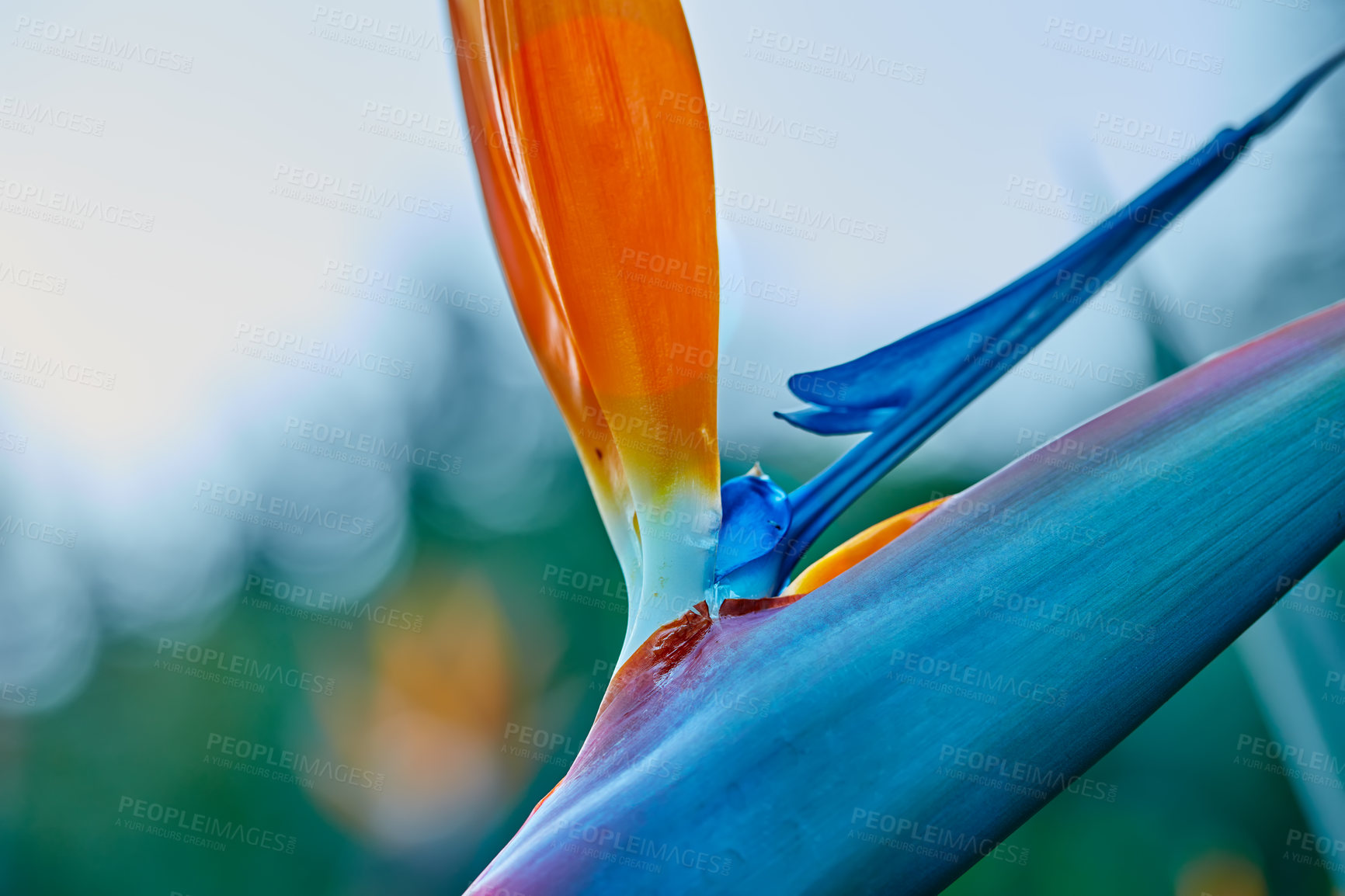 Buy stock photo Photo of the beautiful Bird of Paradise