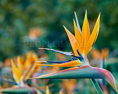 Buy stock photo Bird of paradise, flower and closeup in garden, nature or ecology in tropical environment in summer. Plant, crane and leaf outdoor for botany, sustainable or eco friendly with beauty of floral color