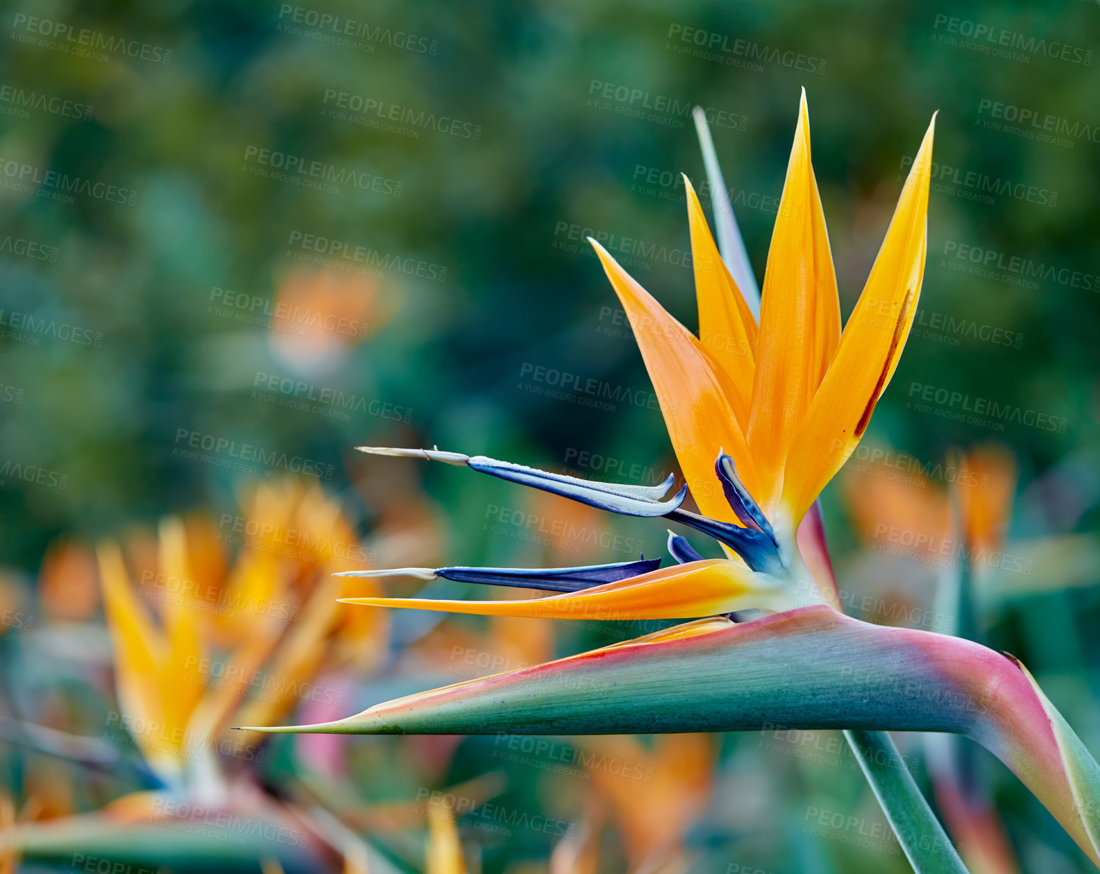 Buy stock photo Bird of paradise, flower and closeup in garden, nature or ecology in tropical environment in summer. Plant, crane and leaf outdoor for botany, sustainable or eco friendly with beauty of floral color