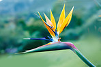 Bird of Paradise