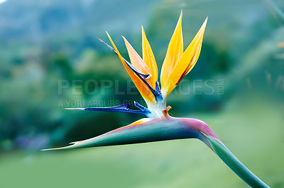 Buy stock photo Bird of paradise, flower and closeup in nature, garden and ecology in tropical environment in summer. Plant, crane and leaf outdoor for botany, sustainable growth and eco friendly with floral color